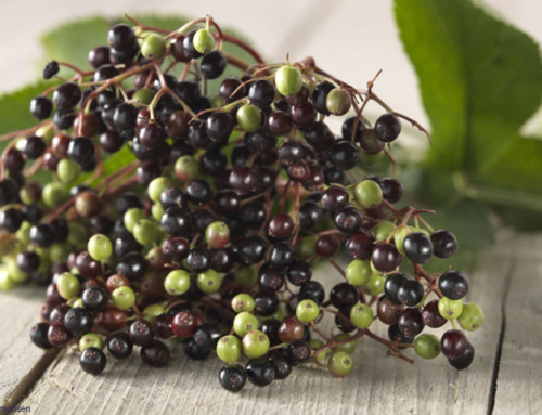 Ga eens vlierbessen of vlierbloesem plukken