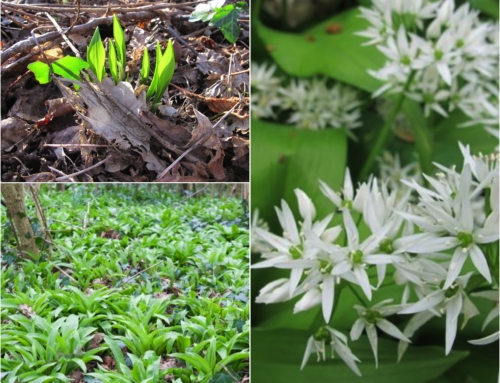 Wat is daslook en hoe verwerk je het